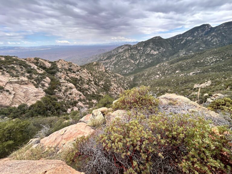 wild stew field crew: Treading Uphill Both Ways in the Pinaleños