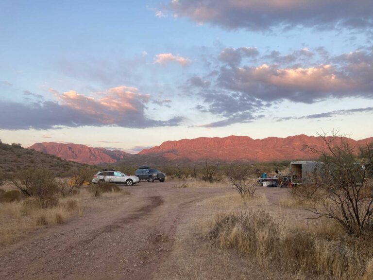 wild stew field crew: Tree of Heaven in Telegraph Canyon & Queen Creek