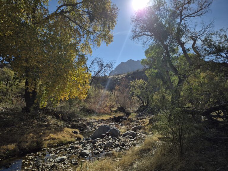 wild stew field crew: Continuing Treatment in Queen Creek